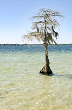 Cypress trees1 Foto stock