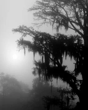 Cypress trees2 Stock Photos