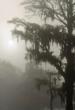 Cypress trees3 Stock Photos