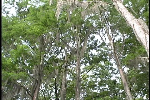 Cypress TreeTops Video stock 78956