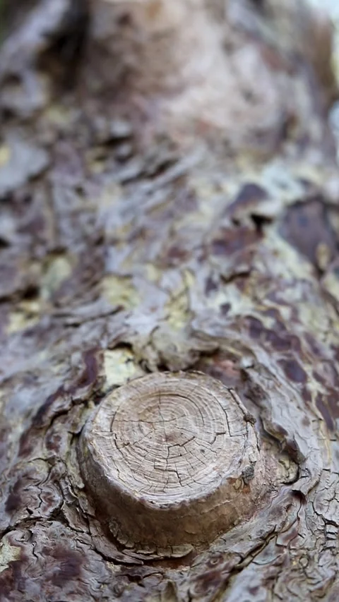 Cypress trunk Video stock 281407282
