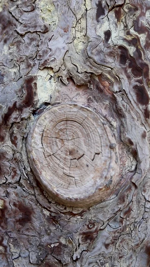 Cypress trunk Stock Footage 281407363