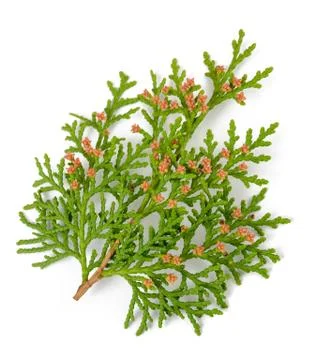 Cypress twig Stock Photos