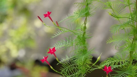 Cypress Vine Stock Footage 344819111