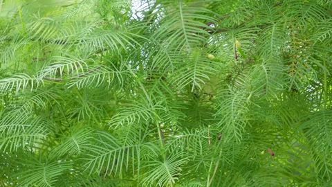 Cypress vine Stock Footage 344819124