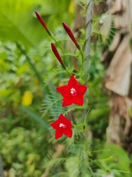 Cypress vine 写真素材
