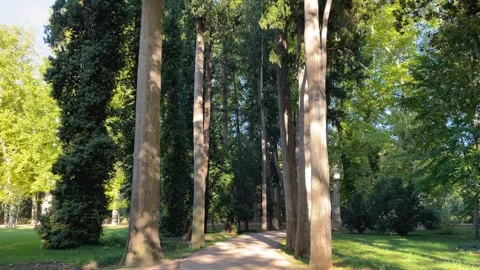 Cypress walkway in the Garden 스톡 동영상 302574232