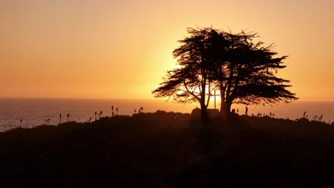 Cypress_tree_1 Stock Footage 251838971