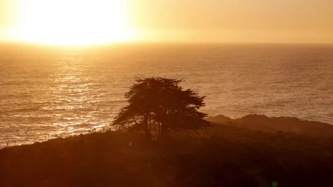 Cypress_tree_3 Stock Footage 251838812