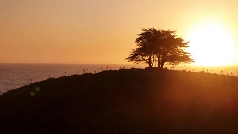 Cypress_tree_4 Stock Footage 251838819