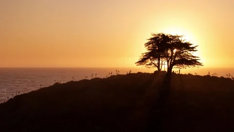 Cypress_tree_5 Stock Footage 251838805