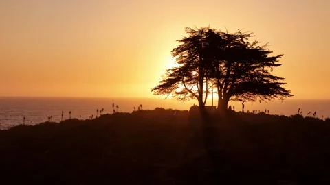 Cypress_tree_6 Stock Footage 251838932