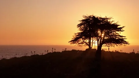 Cypress_tree_7 Stock Footage 251838919