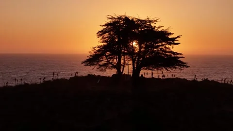 Cypress_tree_9 Stock Footage 251838941