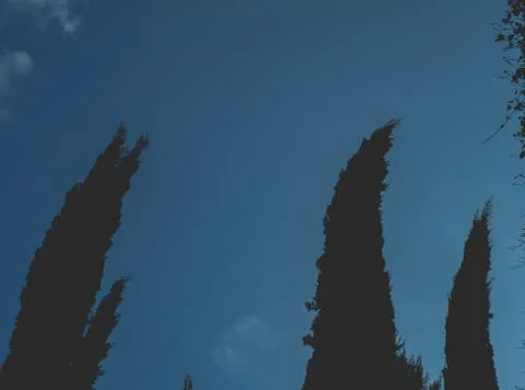 Cypresses bent by the wind Stock Photos