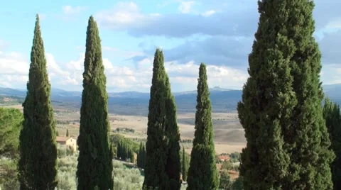 Cypresses Stock Footage