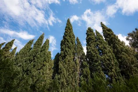 Cypresses looking up at the sky covered with clouds Stock Photos