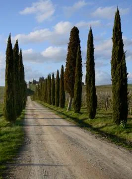 Cypresses Stock Photos