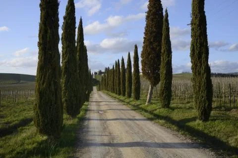 Cypresses Stock Photos