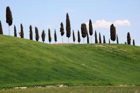 Cypresses Stock Photos