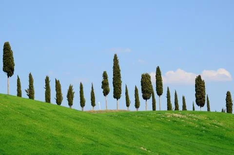 Cypresses Stock Photos