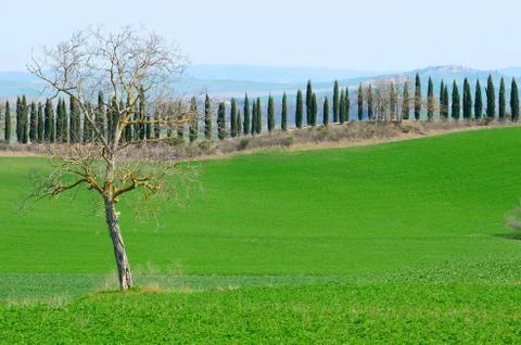 Cypresses Stock-Fotos