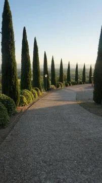 Cypresses Stock Photos