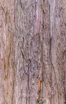 Cypresses texture Stock Photos