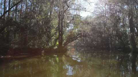 CypressSwampFlorida 库存影片 22673496