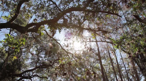 CypressSwampFloridaTilt 库存影片 22673429