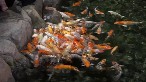Cyprinus carpio in the aquarium Stock Footage 111384387