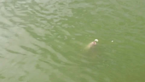 A Cyprinus carpio eats bread Stock Footage 238865894