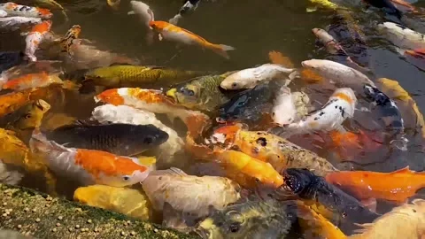 Cyprinus carpio 스톡 동영상 309871891