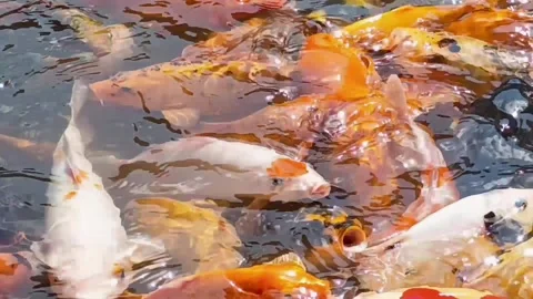 Cyprinus carpio or koi fish, breeding pond Stock Footage 309871893