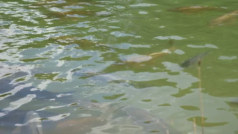 Cyprinus Carpio Speculus and Koi Carpe eating bread given by tourists in Lake Mo Stock Footage 148463356