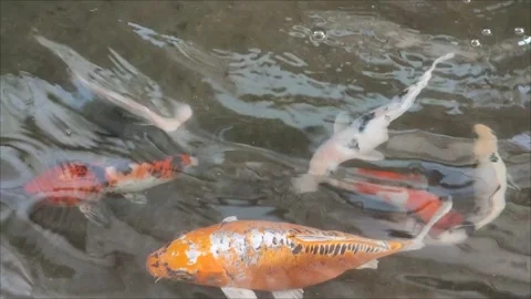 Cyprinus rubrofuscus or Koi Fish in a Minimalist Fish Pond Stock-Footage 274467931
