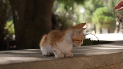 Cypriot wild kittens 2 库存影片 138067350