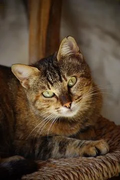 Cyprus cat Stock Photos