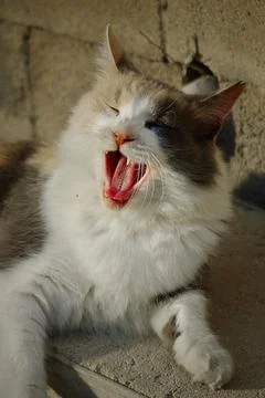 Cyprus cat Stock Photos