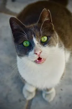 Cyprus cat Stock Photos