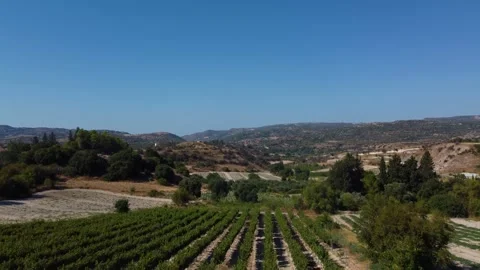 Cyprus. Countryside vineyard grape rows and blue sky afternoon. Forward aerial Stock Footage 345221697