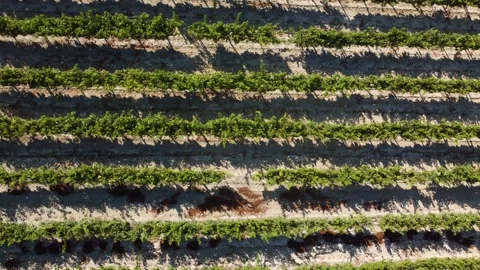 Cyprus. Green grape vineyard rows in countryside. Top down right tracking 库存影片 345221664