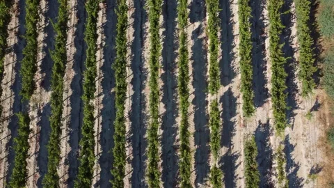 Cyprus. Green vineyard grape rows and countryside landscape. Top down tilt up Stock Footage 345221806