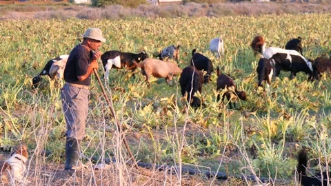 Cyprus, Larnaca, September 08, 2019. Male old shepherd in hat and with stick Stock Footage 138996917