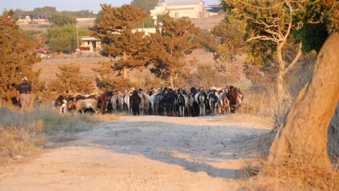 Cyprus, Larnaca, September 08, 2019. Male old shepherd hat and with stick drives Stock Footage 138998985