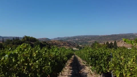 Cyprus. Long vineyard grape rows &amp; dry hill landscape. Low angle forward aerial Stock Footage 345221593