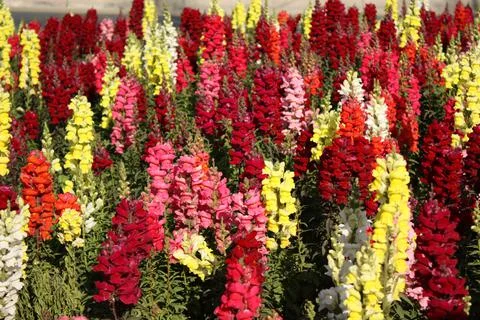 Cyprus native flowers Stock Photos