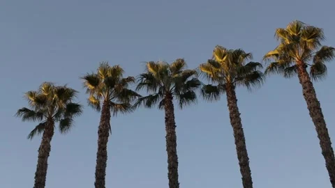 Cyprus palms 2  Stock Footage 334829010