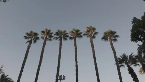 Cyprus palms D-log Stock Footage 334829013