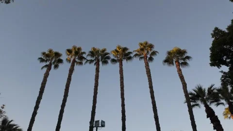 Cyprus palms Stock Footage 334829008